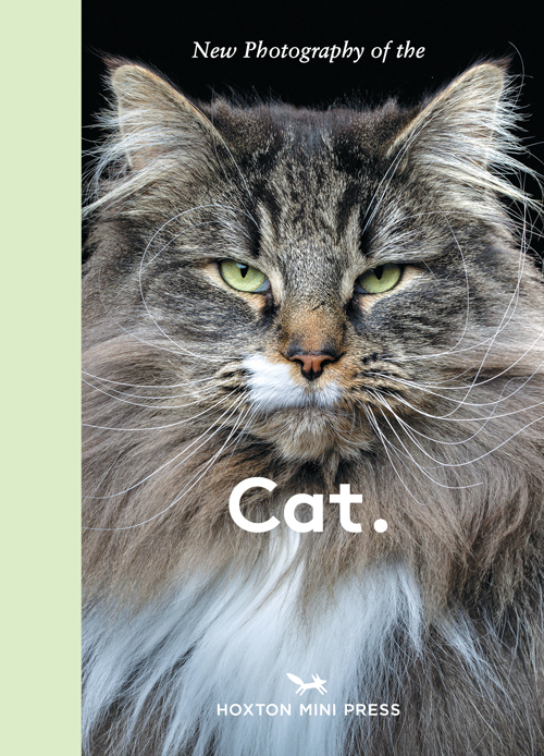 New Photography Of The Cat