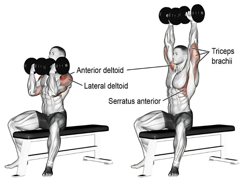 seated arnold press