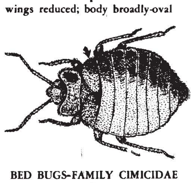 Bed Bug Illustration Cdc