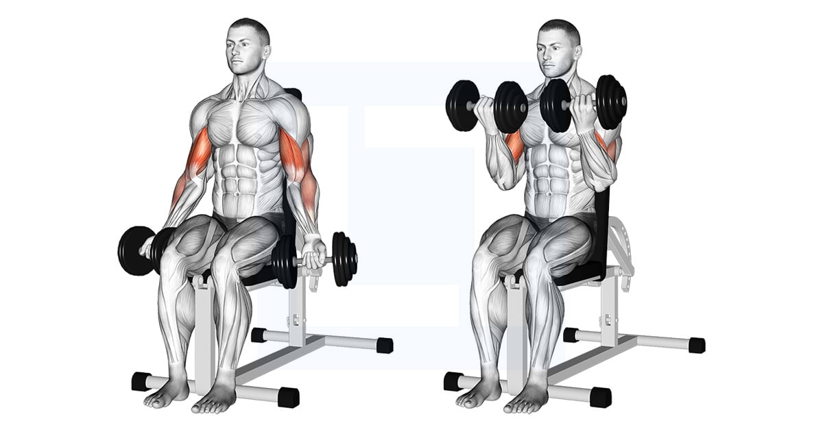 seated dumbbell curl
