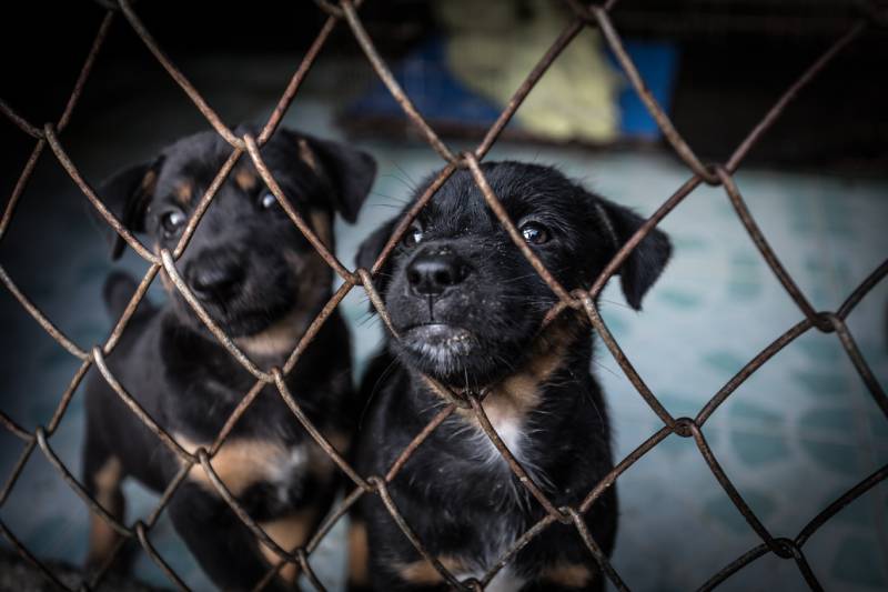 Two Puppies In A Cage Puppy Mill Khlungcenter Shutterstock
