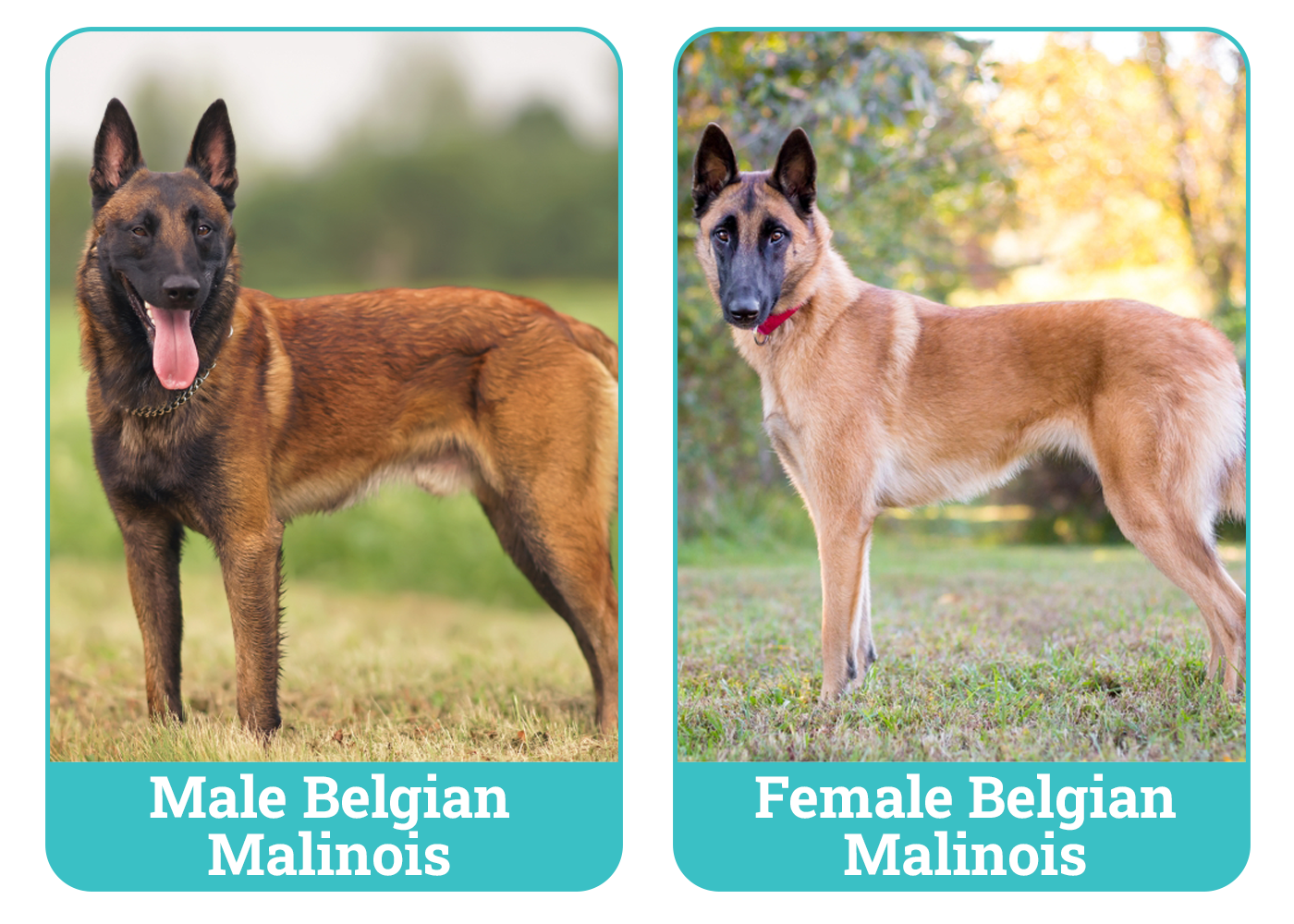Male Vs Female Belgian Malinois Side By Side