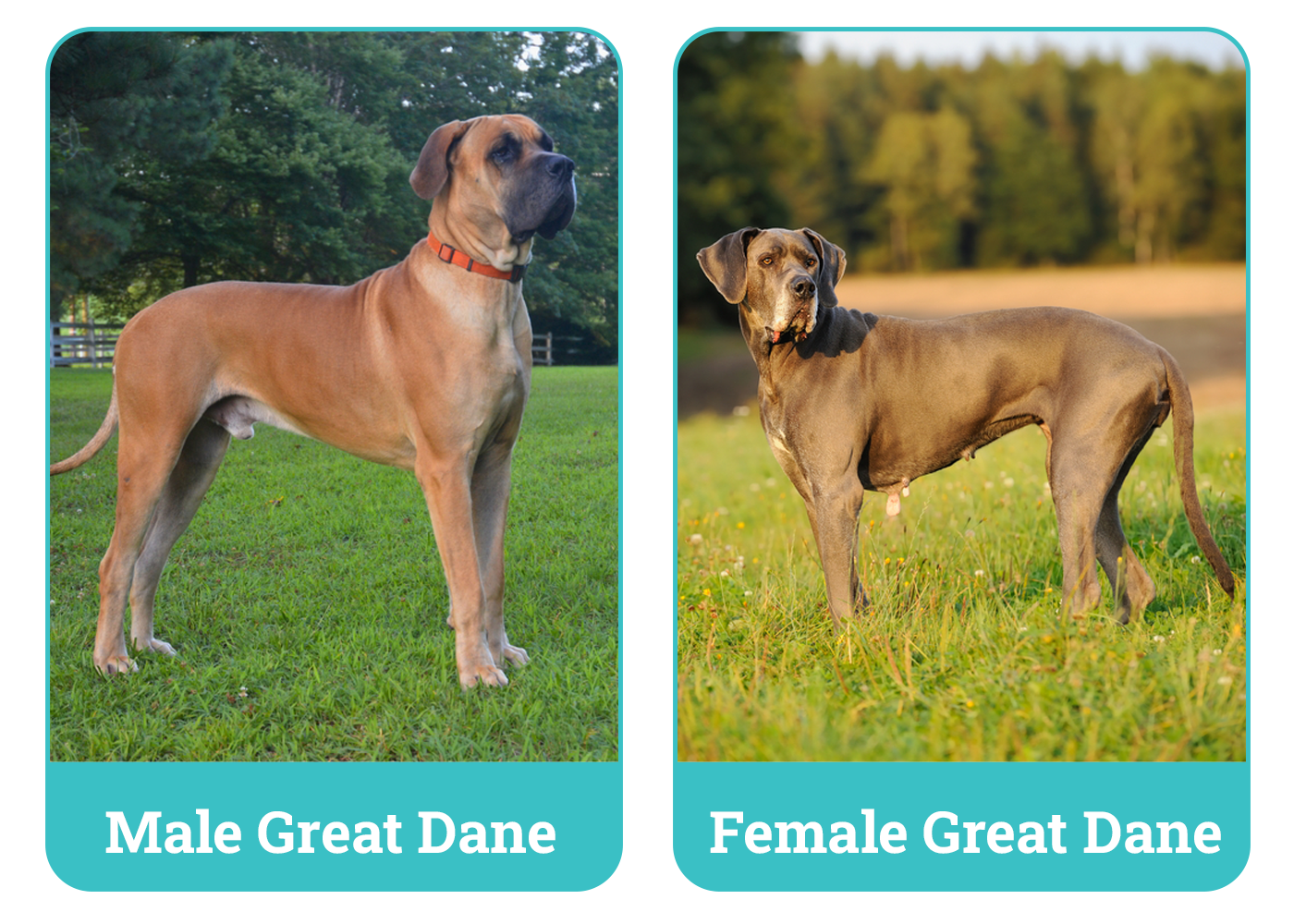 Male Vs Female Great Danes Side By Side