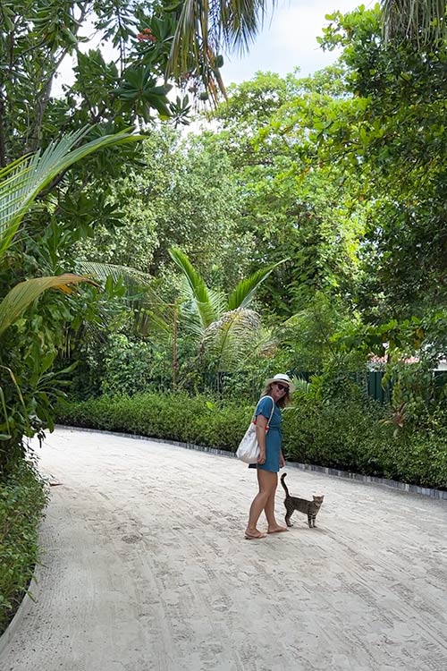 The Side Of The Maldives Most Travelers Never See Local Cat on Sun Siyam Iru Fushi Private Island
