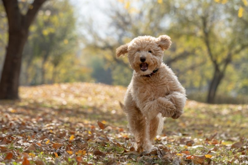 mini goldendoodle puppy dog running outdoors