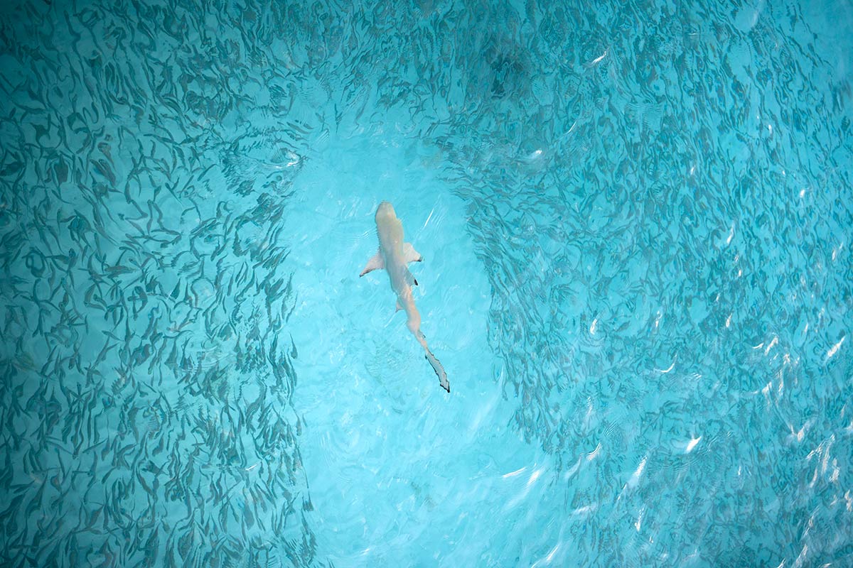 The Side Of The Maldives Most Travelers Never See Reef Sharks at Iru Veli Sun Siyam Maldives